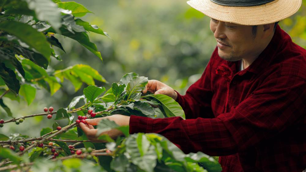 Ragam Jenis Kopi di Indonesia. Mana yang Jadi Favoritmu?